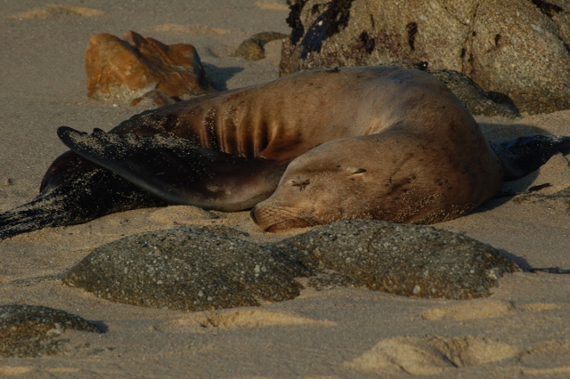 harbor seal, Pacific Grove